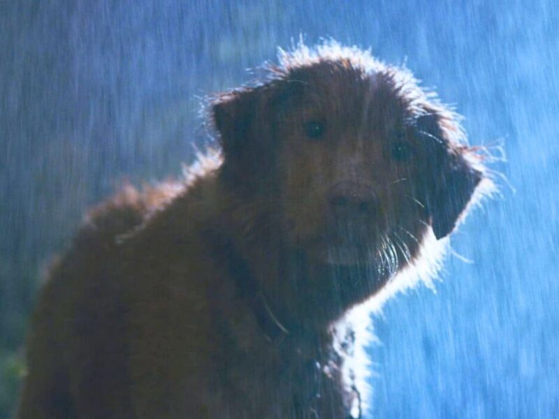 Le hacen daño o no al perro protagonista de Good Boy