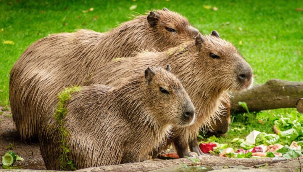 por qué el 11 de julio se celebra el día mundial del capibara