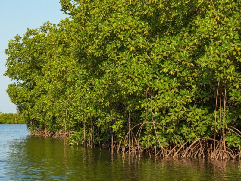 Cada 26 de julio se celebra el Día Internacional de conservación del Ecosistema de Manglares