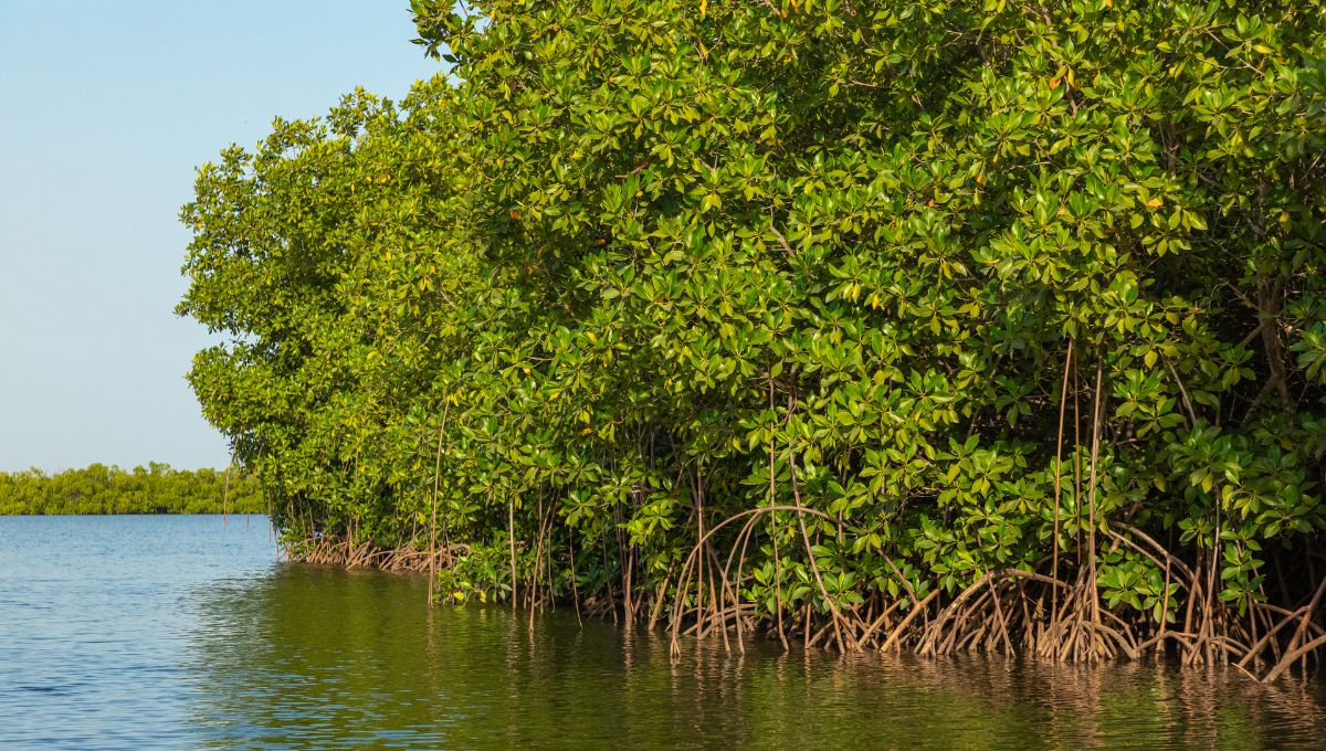 Cada 26 de julio se celebra el Día Internacional de conservación del Ecosistema de Manglares
