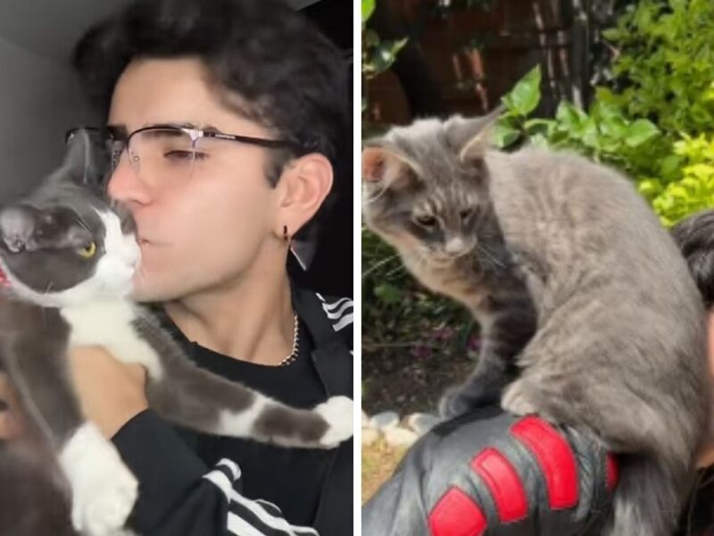 Quiénes son los gatos de Aaron Mercury