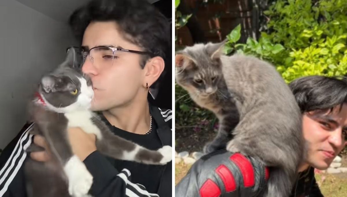 Quiénes son los gatos de Aaron Mercury