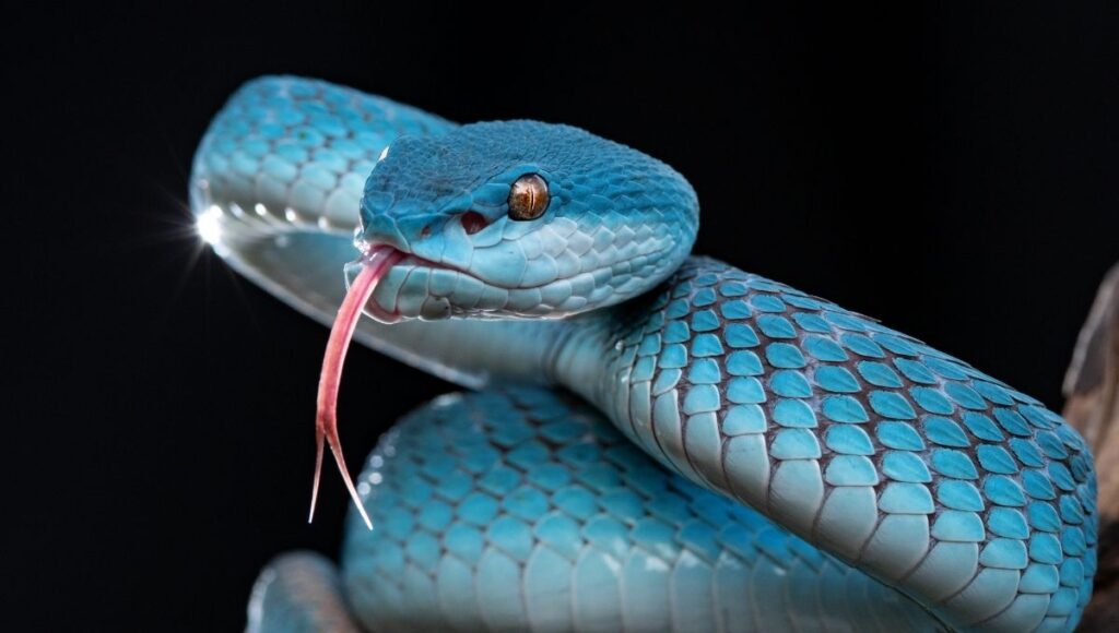 16 de julio Día Mundial de la Serpiente