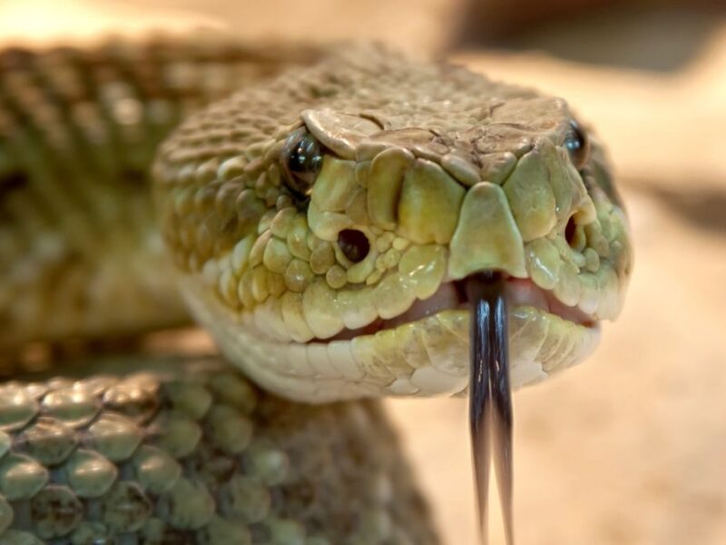 por qué se celebra el 16 de julio el Día Mundial de la Serpiente