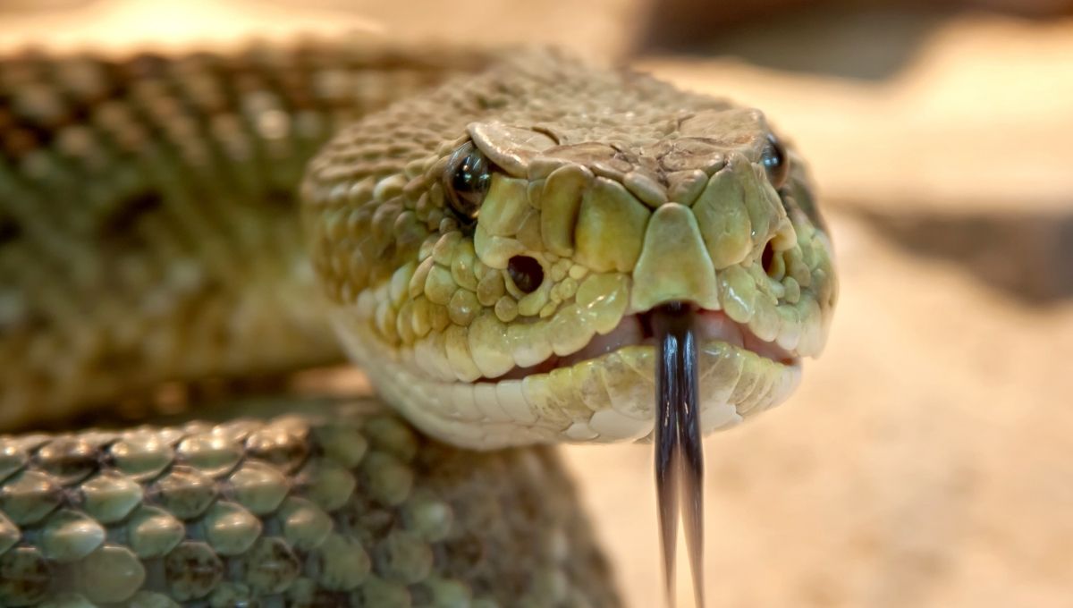 por qué se celebra el 16 de julio el Día Mundial de la Serpiente