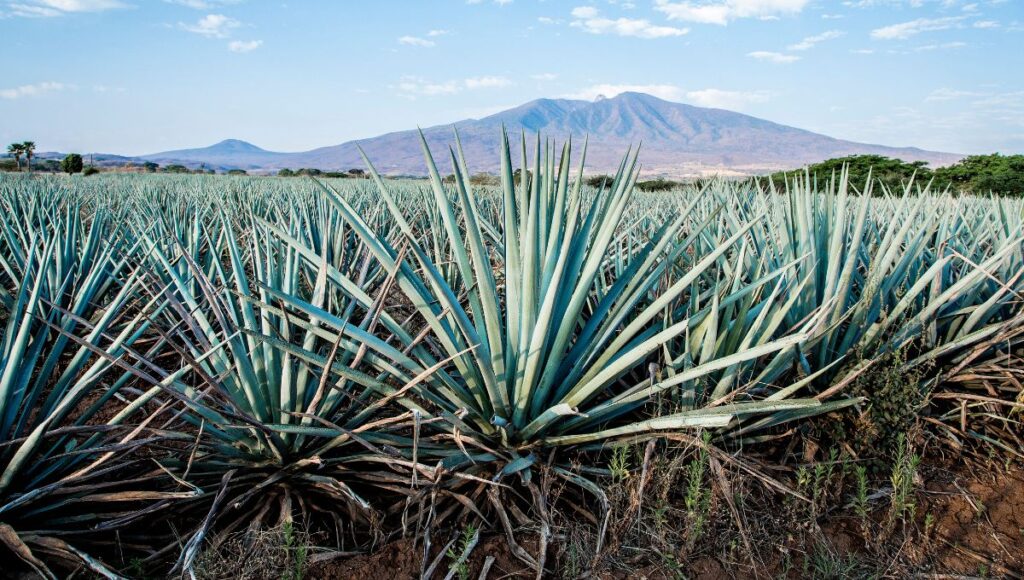 ¿Por qué se celebra el Día Nacional del Tequila?