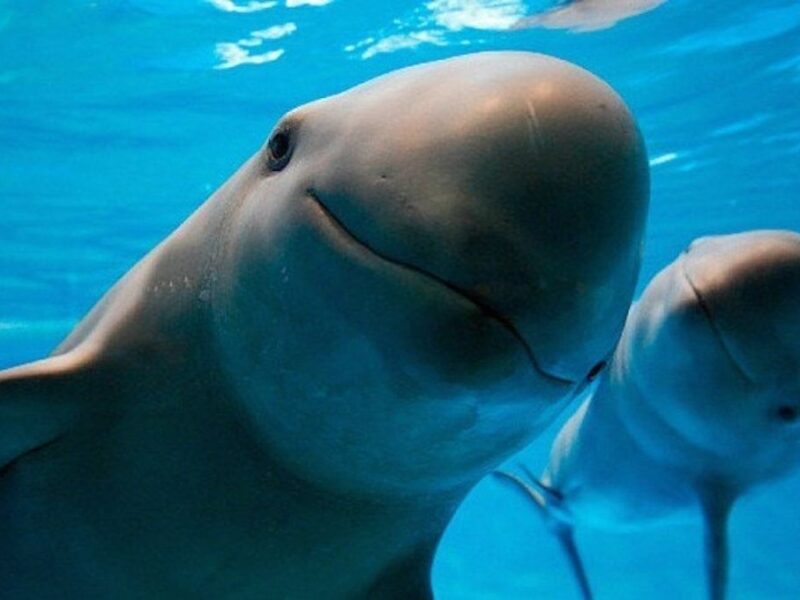 Día de la Vaquita Marina: ¿por qué se celebra el 18 de julio?