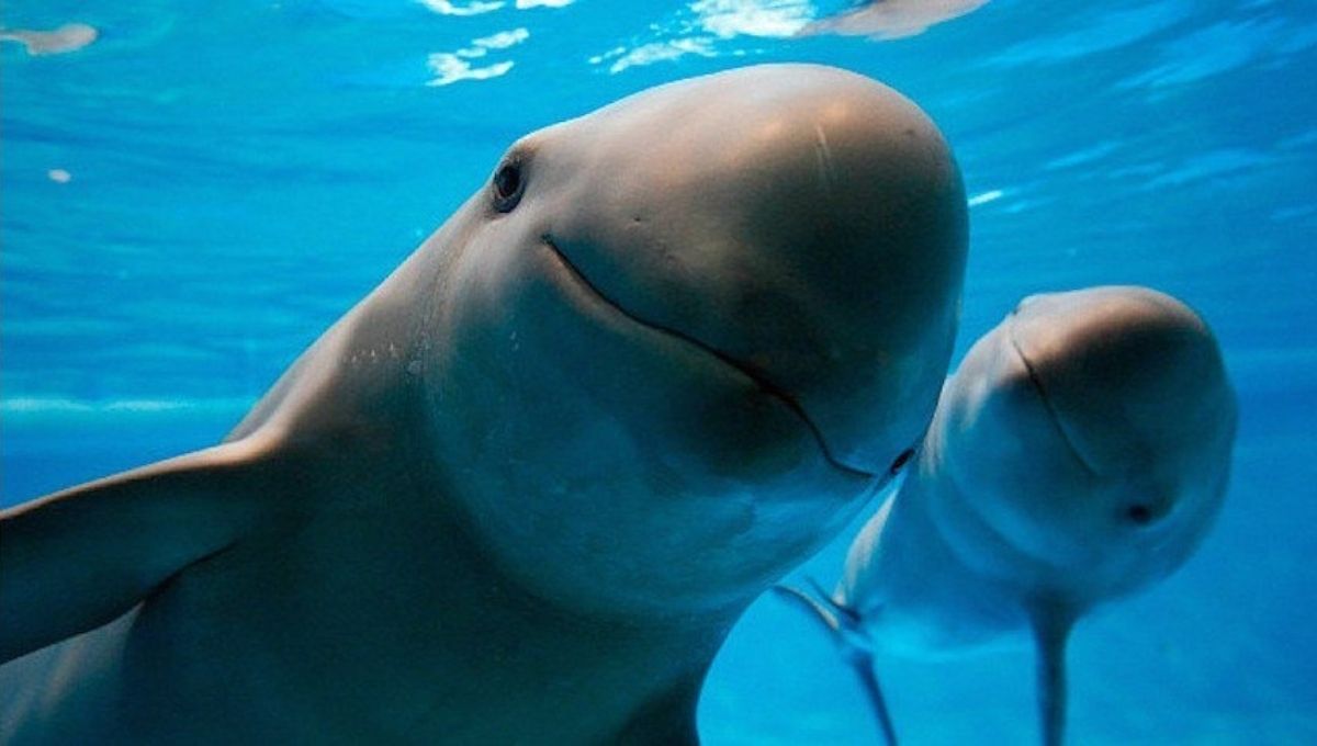 el 18 de julio es el dia internacional de la vaquita marina