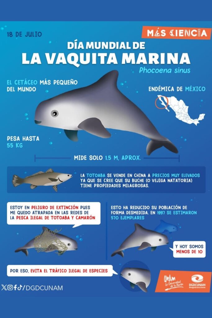 por que celebramos el dia de la vaquita marina