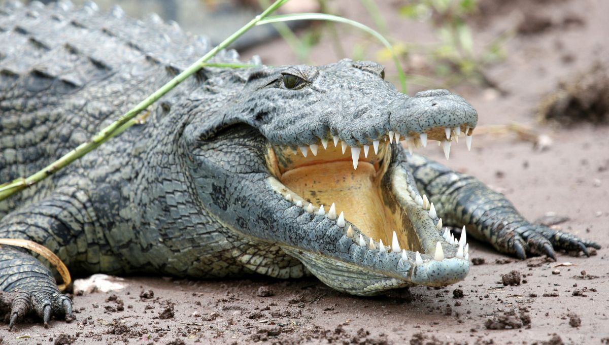 23 de agosto día nacional de los cocodrilos