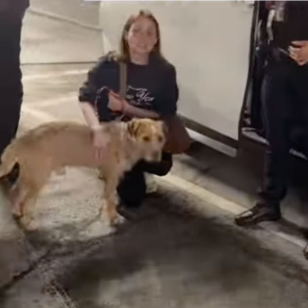 Maryfer Centeno adopta a perrito abandonado en Perisur en la CDMX