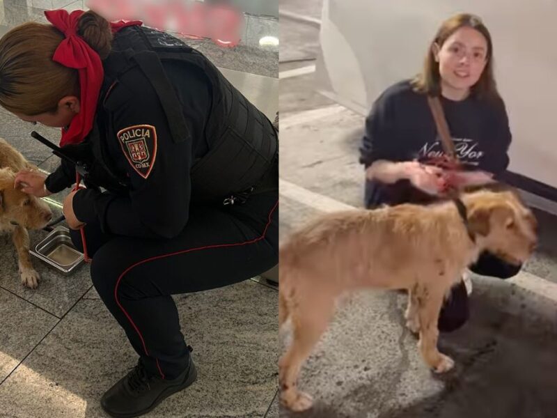 Maryfer Centeno adopta a perrito abandonado en Perisur en la CDMX