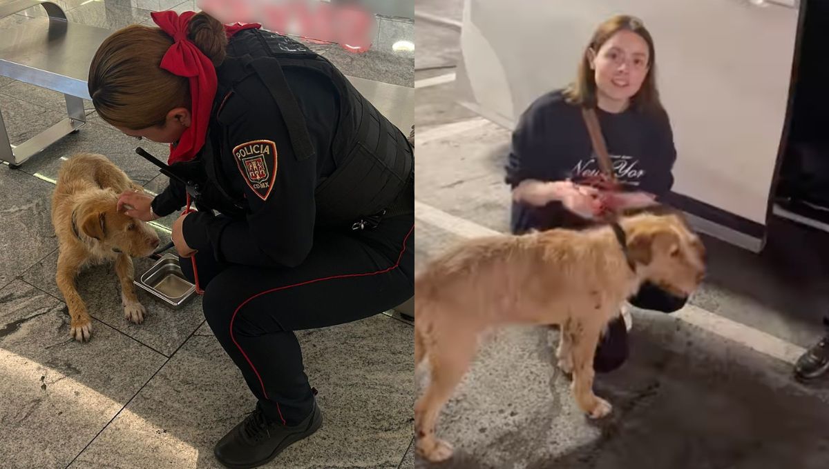 Maryfer Centeno adopta a perrito abandonado en Perisur en la CDMX