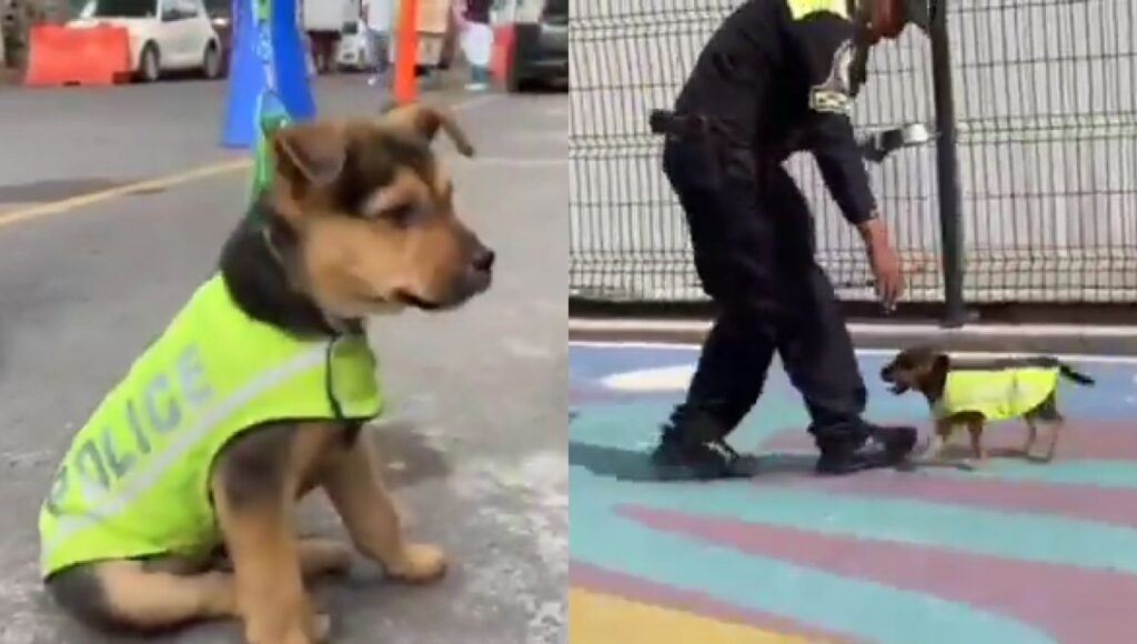 Conoce a Aquiles, el perrito rescatado por la policía de tránsito de la CDMX
