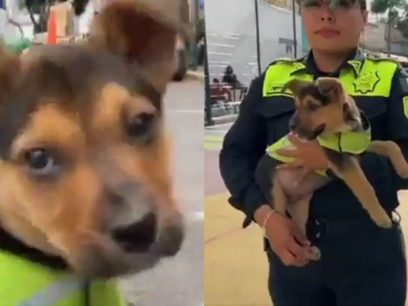 Conoce a Aquiles, el perrito rescatado por la policía de tránsito de la CDMX