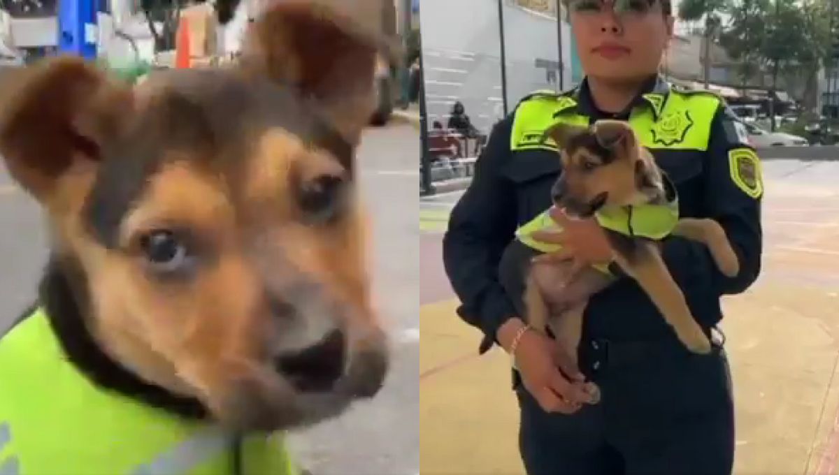 Conoce a Aquiles, el perrito rescatado por la policía de tránsito de la CDMX