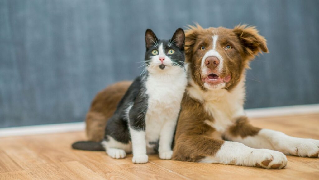 ¿Cuándo es la esterilización gratuita de perros y gatos en la CDMX?