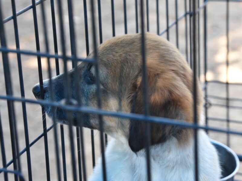 CDMX buscará prohibir la venta de mascotas en tiendas