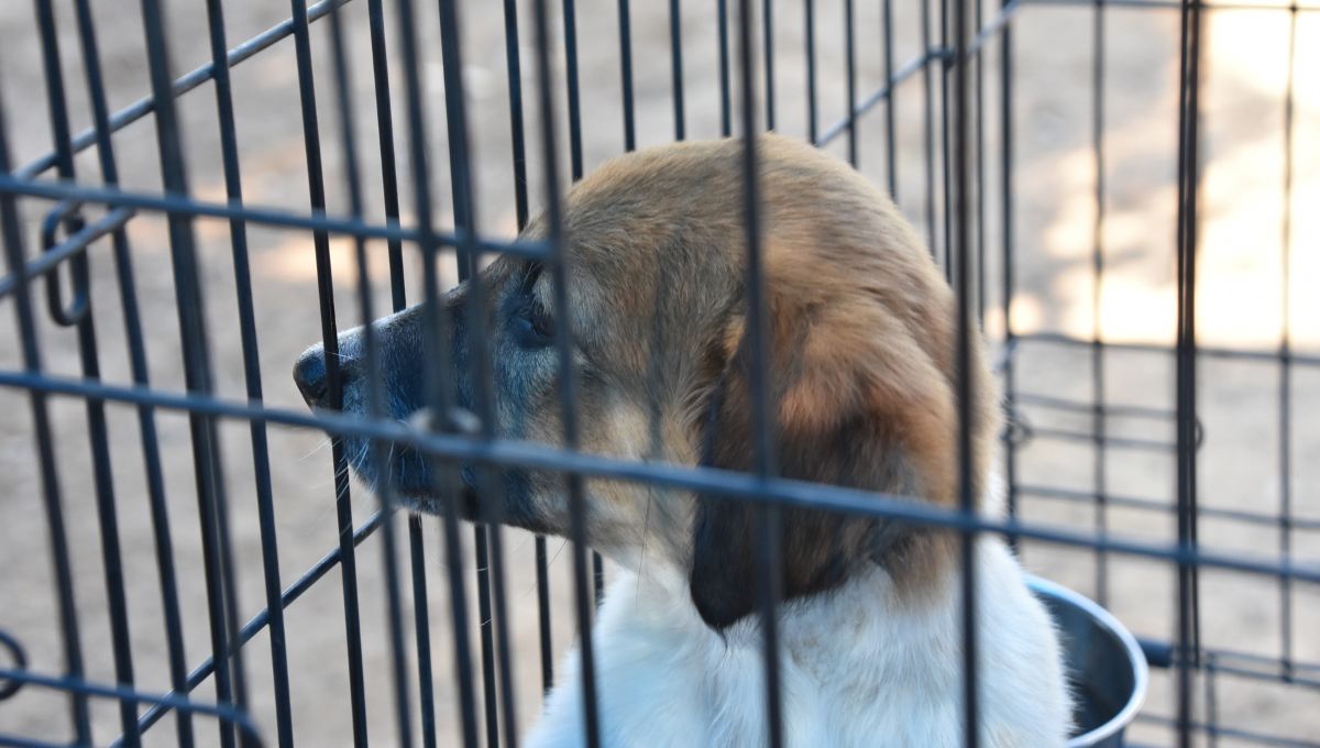 CDMX buscará prohibir la venta de mascotas en tiendas