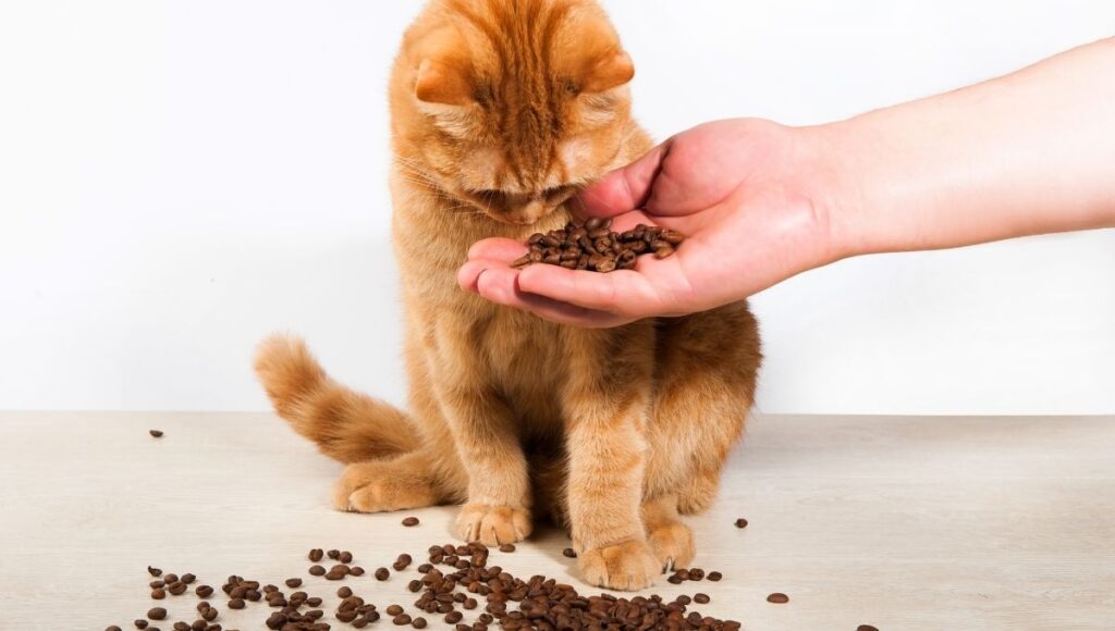 como identifican los gatos a su dueño mediante el olor