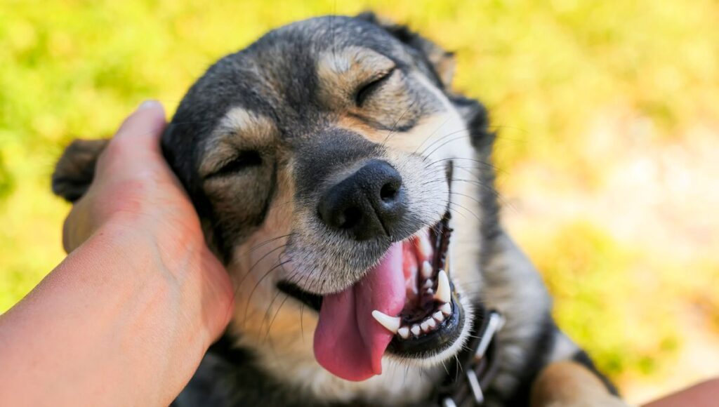 cómo se debe saludar a un perro