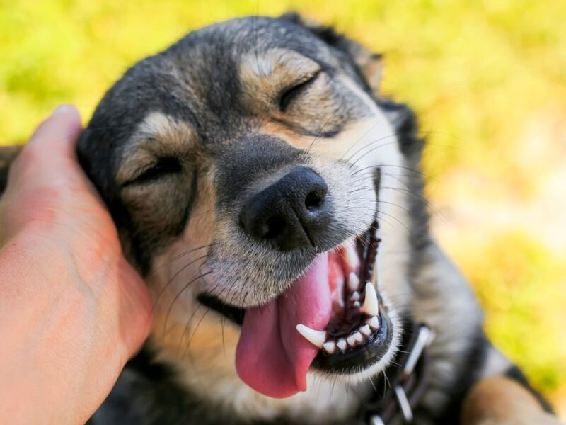 cómo se debe saludar a un perro