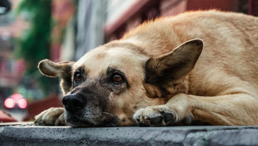 ¿Qué pasa cuando un perro es abandonado?