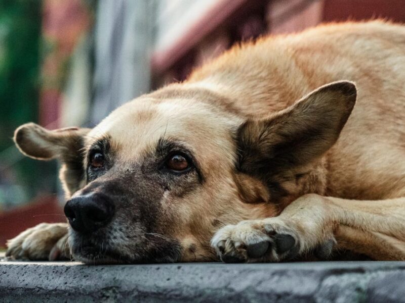 ¿Qué pasa cuando un perro es abandonado?