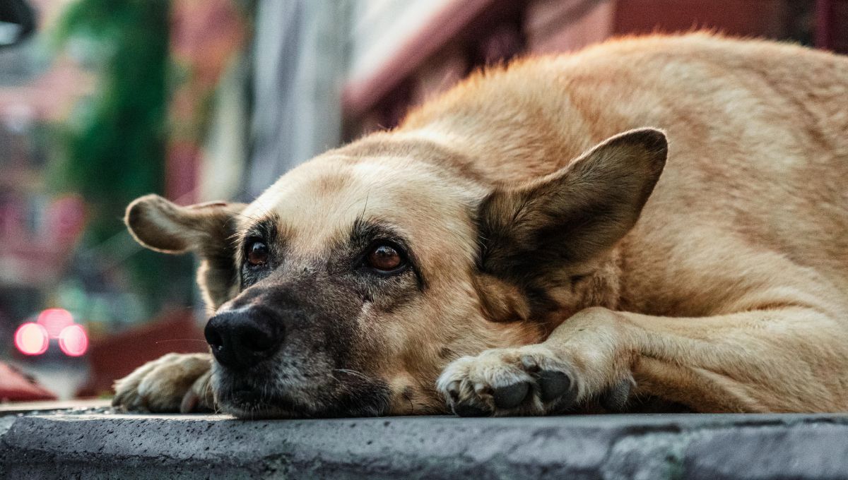 ¿Qué pasa cuando un perro es abandonado?