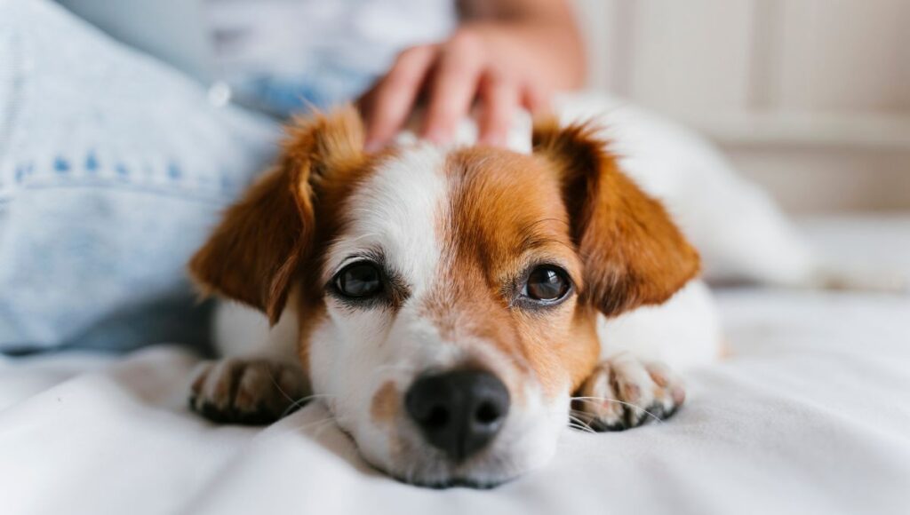 Guía de alimentación para un perro nuevo en casa