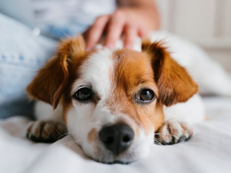 Guía de alimentación para un perro nuevo en casa