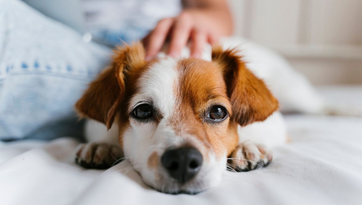 Guía de alimentación para un perro nuevo en casa