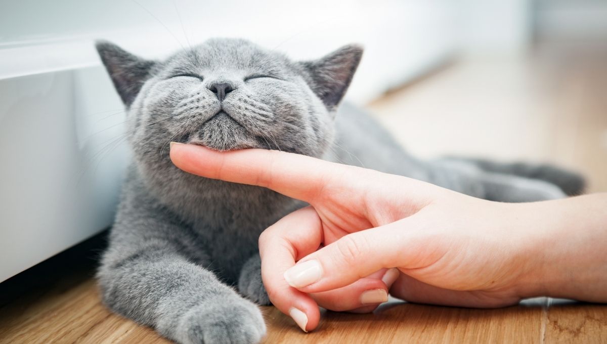 Frases del Día del gato