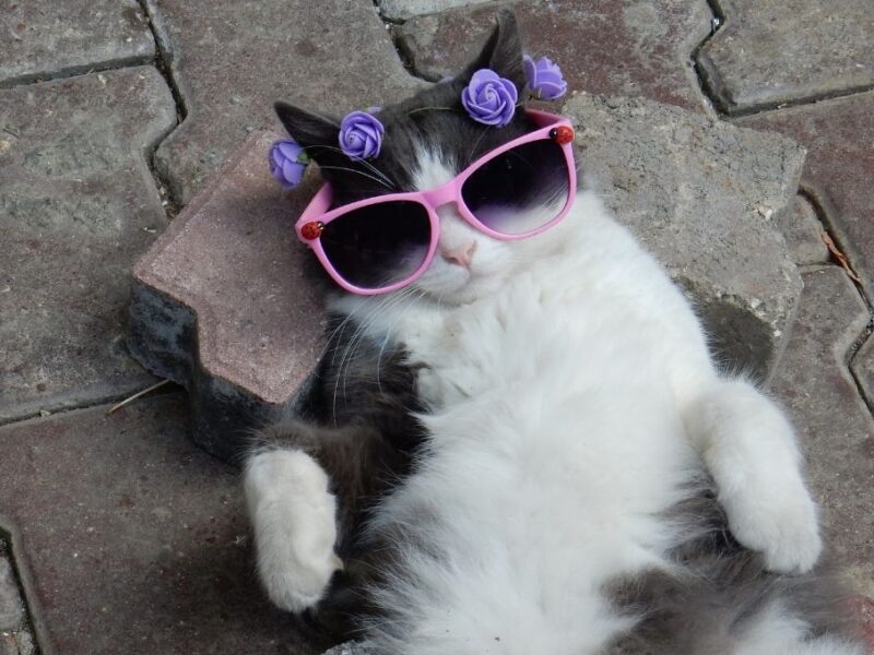 este 8 de agosto celebramos el dia mundial del gato