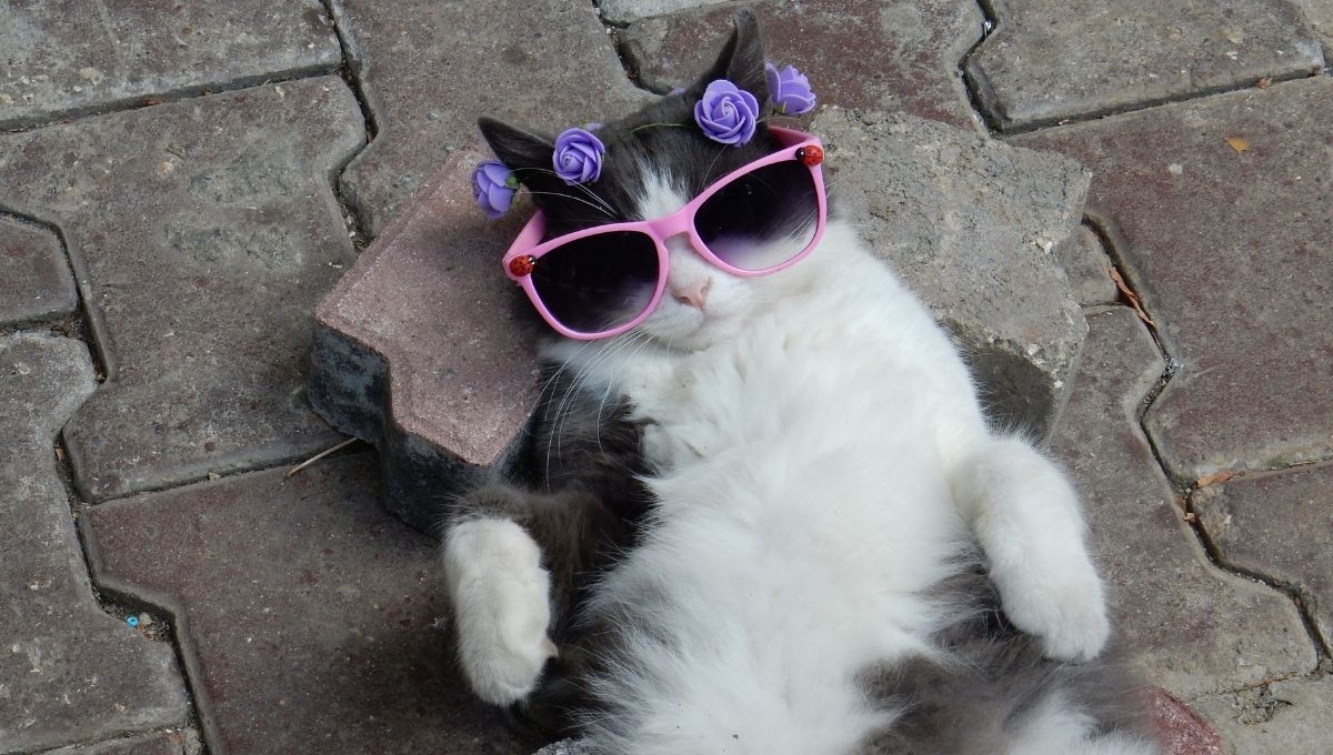 este 8 de agosto celebramos el dia mundial del gato
