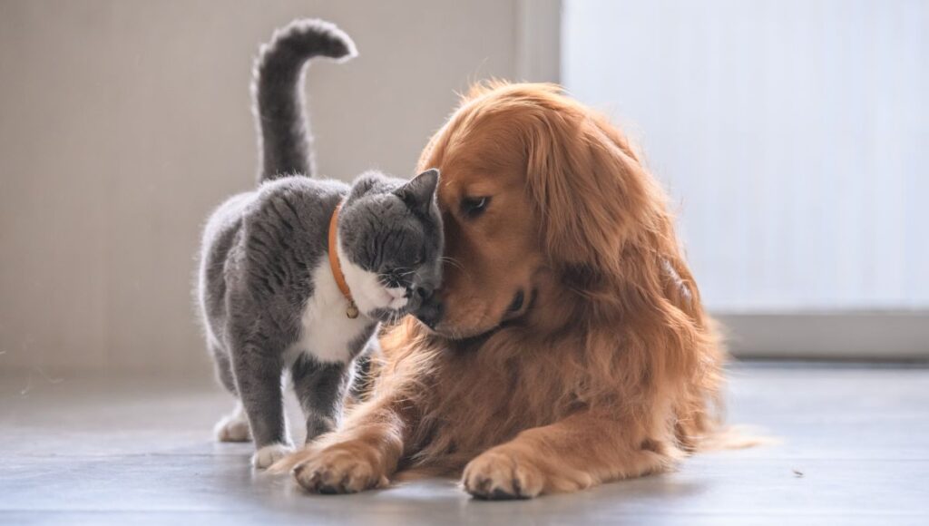 CDMX tendrá jornada de esterilización gratuita para perros y gatos