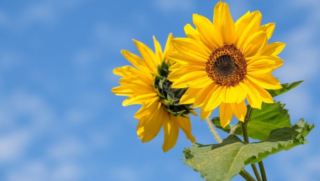 Girasol para atraer la suerte según el Feng Shui
