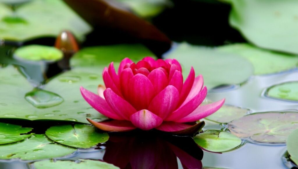 flor de loto para atraer la suerte según el Feng Shui