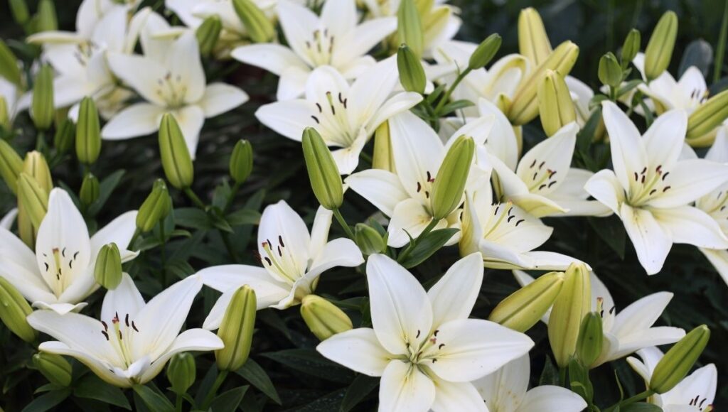 flores para atraer la suerte según el Feng Shui Lirios