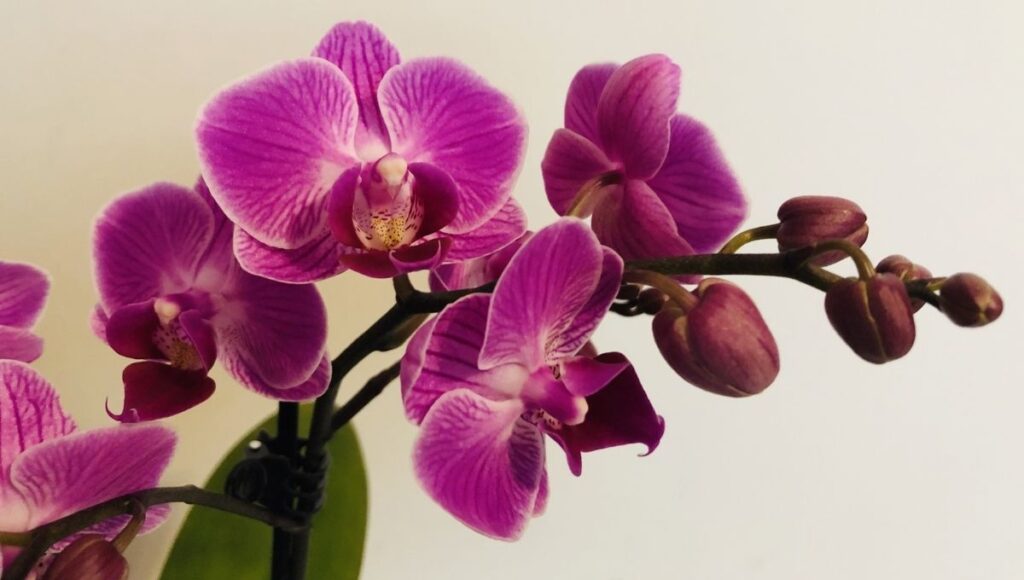 flores para atraer la suerte según el Feng Shui Orquidea