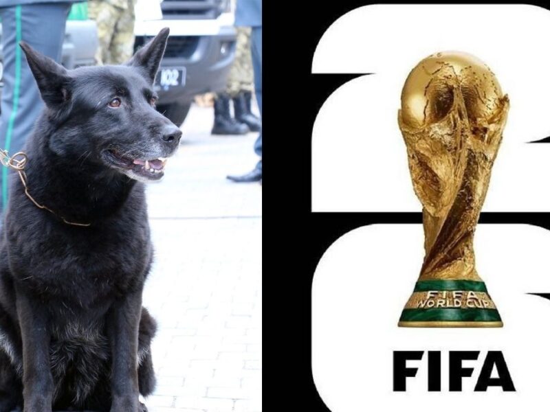 la semar esta entrenando perritos para reforzar la seguridad del mundial 2026