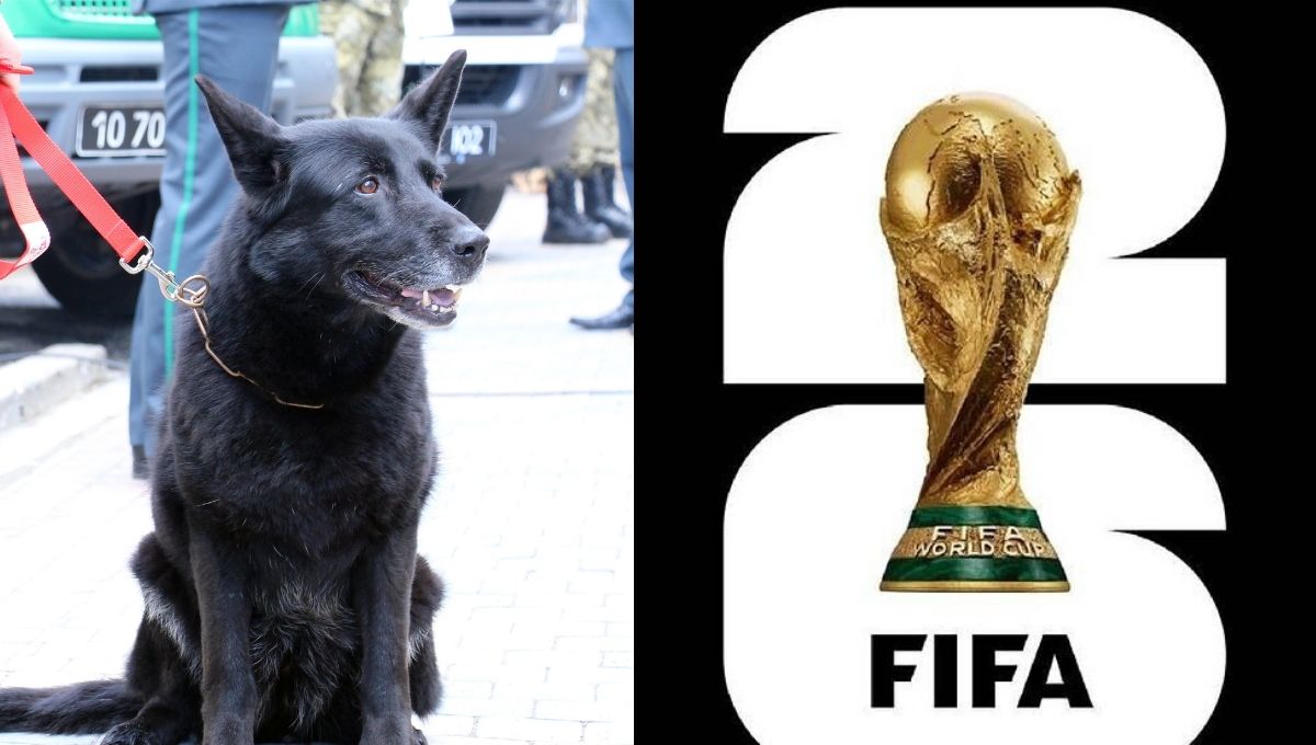 la semar esta entrenando perritos para reforzar la seguridad del mundial 2026