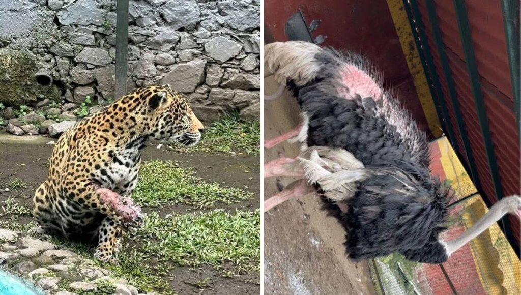 Animales enfermos y descuidados en Orizaba Veracruz