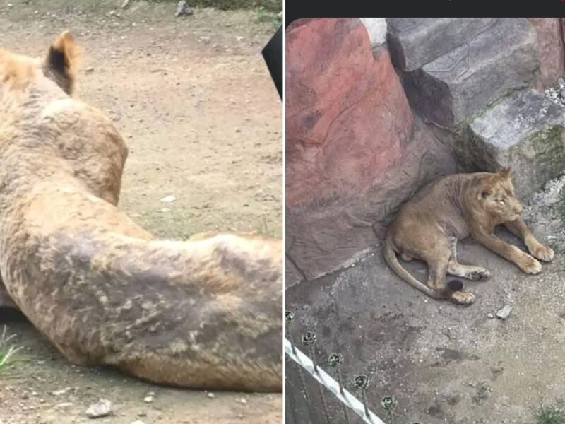 Reportan muerte de un león en Orizaba Veracruz
