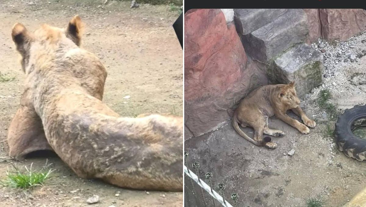 Reportan muerte de un león en Orizaba Veracruz