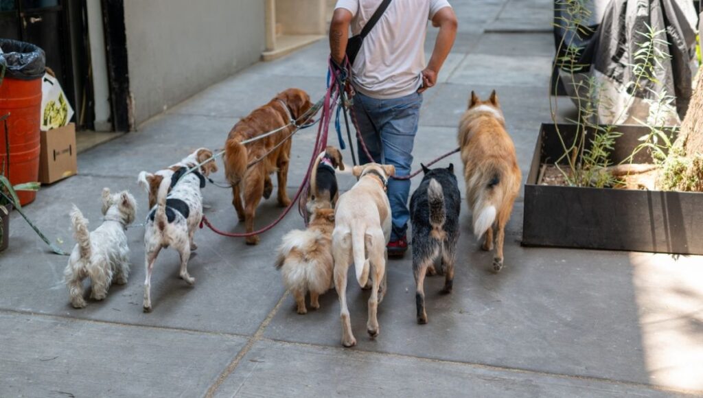 esto gana un paseador de perros en la CDMX