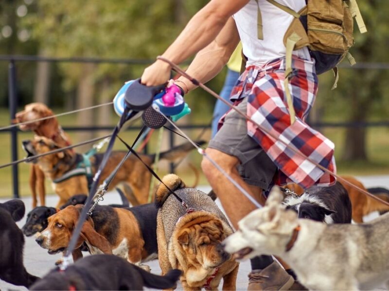 Cuánto gana un paseador de perros en la CDMX