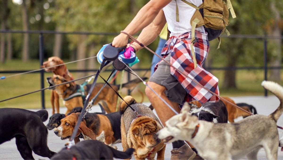 Cuánto gana un paseador de perros en la CDMX