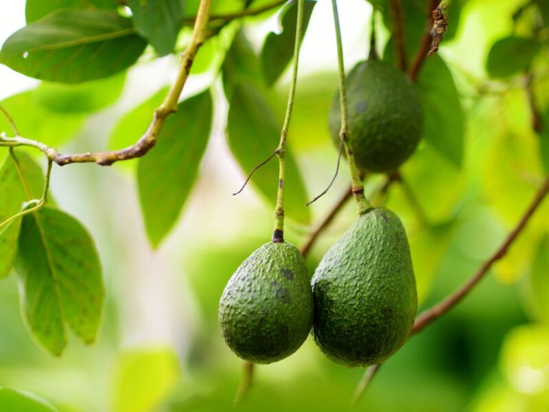 Cómo plantar un árbol de aguacate con esquejes