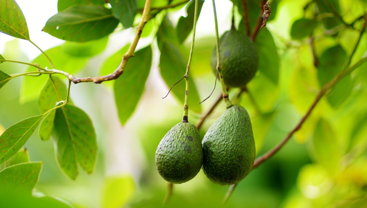 Cómo plantar un árbol de aguacate con esquejes